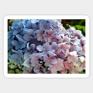 Hydrangea Sticker